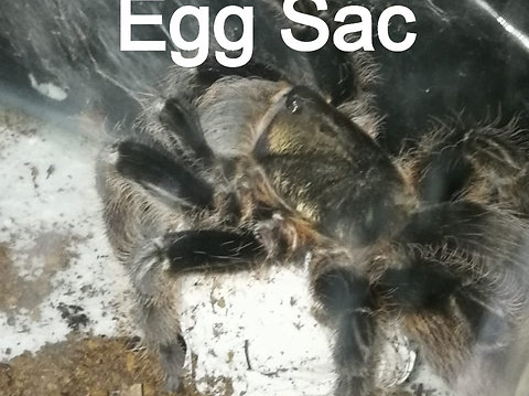 Tliltocatl Albopilosum 6cm Honduran Curly Hair Mystical Creatures