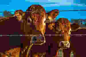 agriculture animal beef bull