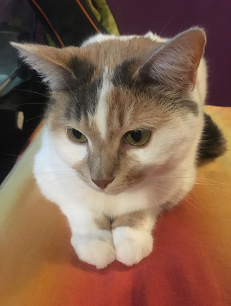 Accueil Pat Cat spécialiste en comportement félin et cat-sitter