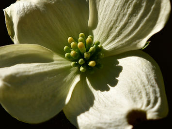 Dogwood Blossom Magic