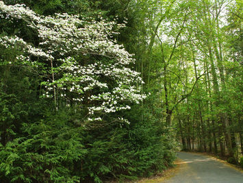 My SPRING Driveway ... Every Year.