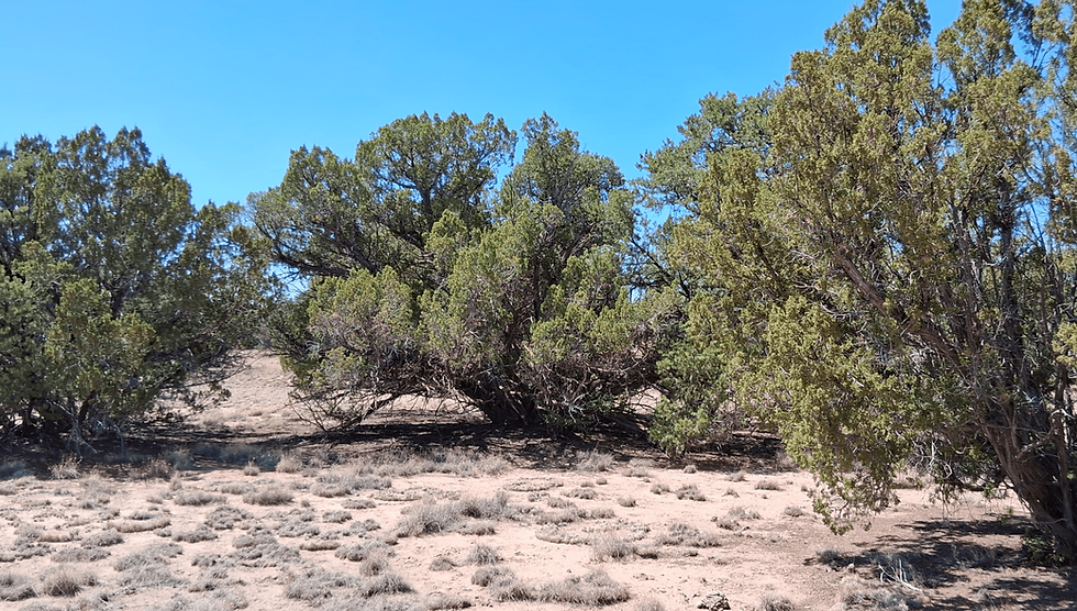 Thumbnail: 2.5 Acres - St. Johns, Apache Co, AZ 85936