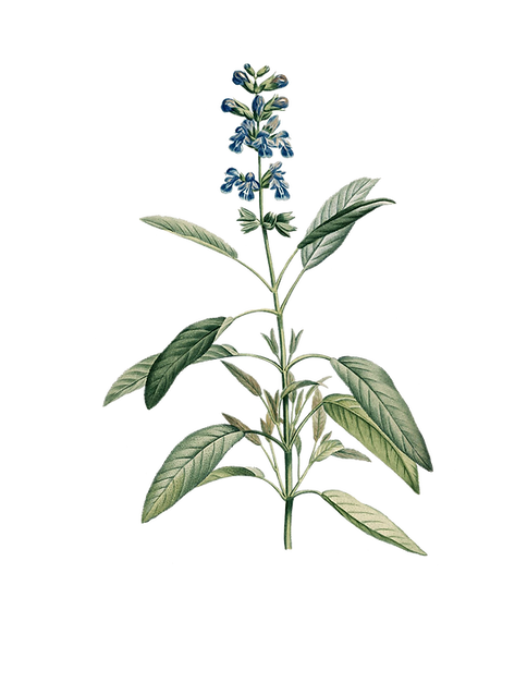 gravures_botanique_Rousseau_-_153_salvia