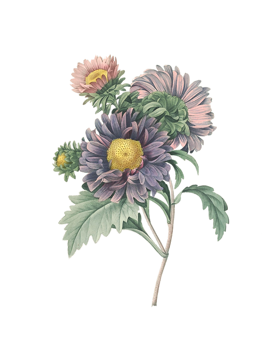 grosssefleurviolette.png