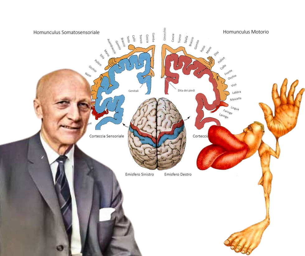 L'HOMUNCULUS DEL DOTTOR PENFIELD