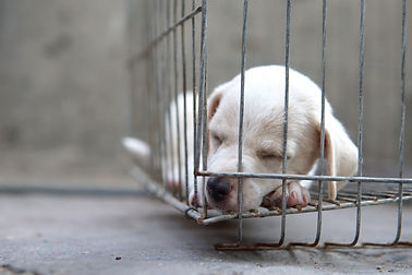 closeup-shot-of-a-cute-puppy-in-a-cage-on-a-blurre-2023-10-13-21-29-02-utc.jpg