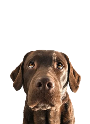 giphy.webp
