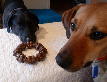 Moose&Leilah.jpg
