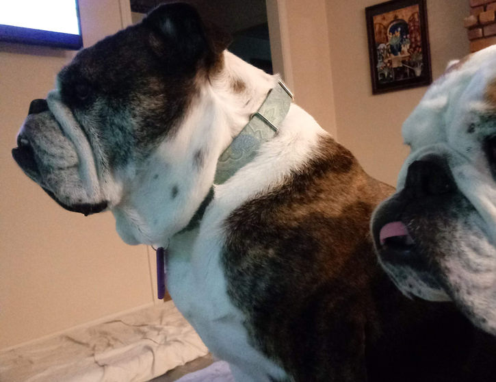 Bo&Rosie.jpg