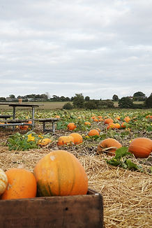 DSC02495.jpg