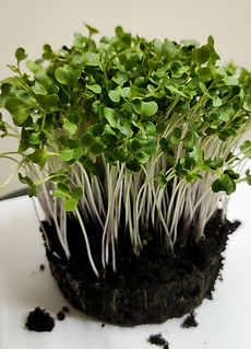 Kale MG_edited.jpg