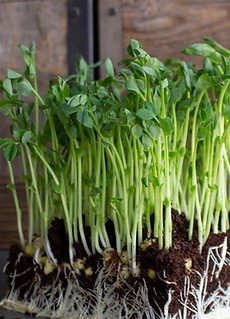 Pea Sprouts.jpeg
