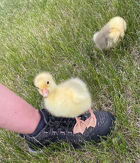 Forest and Jenny-Gosling.jpg