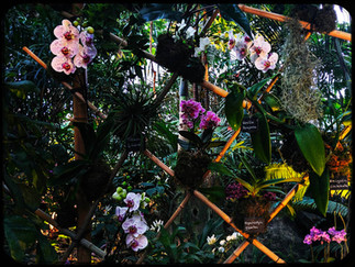 mille et une orchidées, expo orchidées, expo de fleurs, jardin des plantes, serres des jardins des plantes, top expo, choisir expo, expo paris, que visiter à paris, oeuvre d art, musée paris, ouverture musée, expositions musées, la culture by rogers, byrogers, roger culture, culture des rogers, culture ludique, culture récréative, la culture qu'on comprend, culture simple