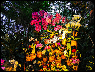 mille et une orchidées, expo orchidées, expo de fleurs, jardin des plantes, serres des jardins des plantes, top expo, choisir expo, expo paris, que visiter à paris, oeuvre d art, musée paris, ouverture musée, expositions musées, la culture by rogers, byrogers, roger culture, culture des rogers, culture ludique, culture récréative, la culture qu'on comprend, culture simple