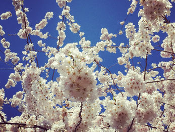 メアリーさんの丘、解放スタート‼️