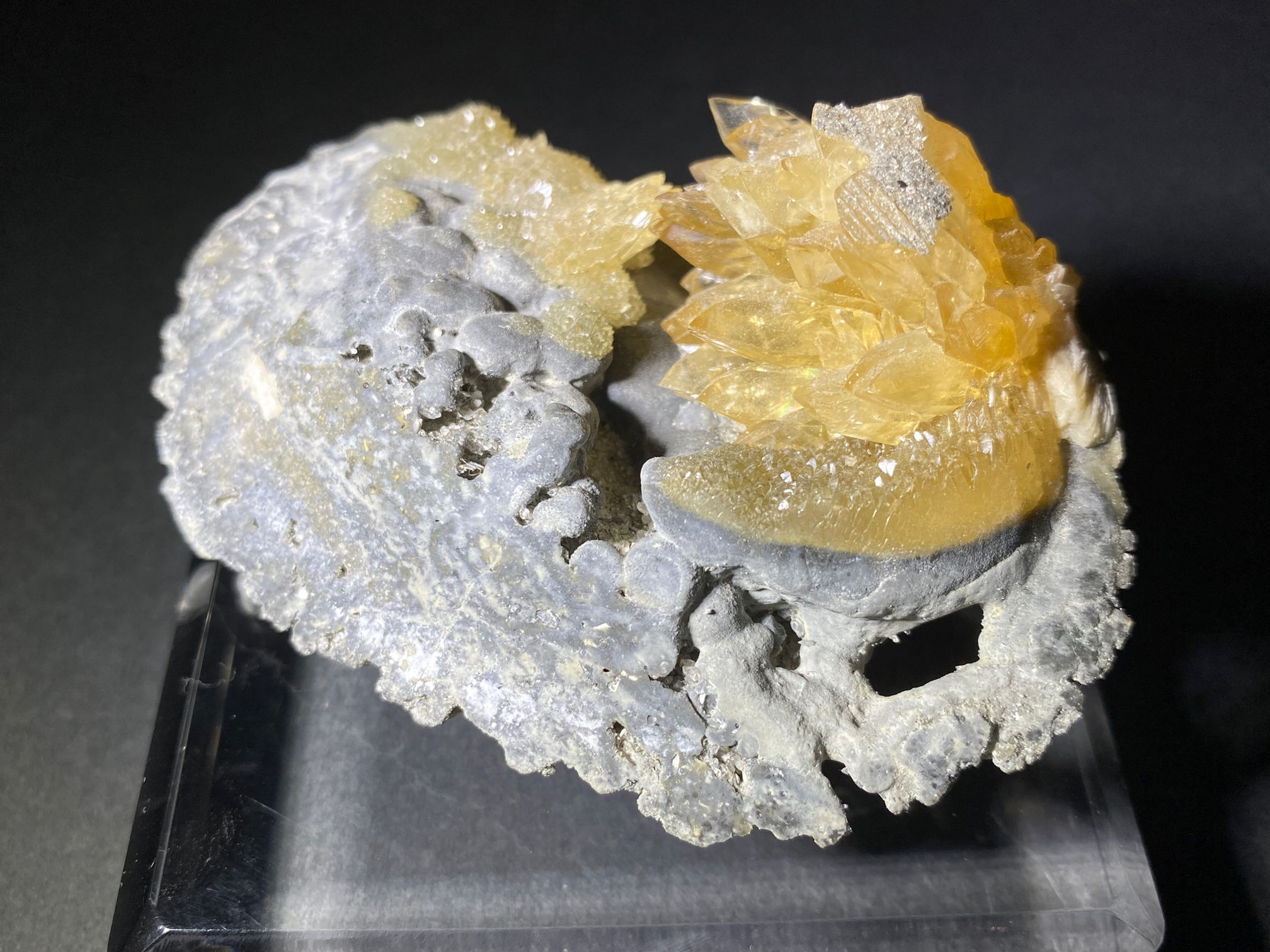 Mercenaria Permagna with Calcite / 貝化石カルサイト