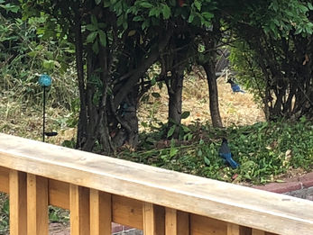 ステラーカケス・アメリカカケス