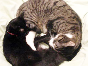 みんなのガイドの名前?