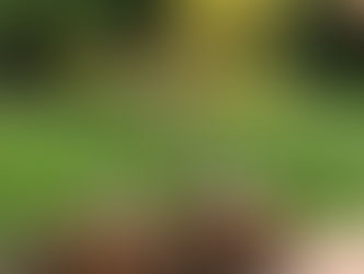 前庭用の植木選び