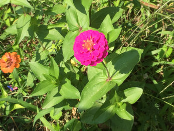 ゆぁたん丘・ラピ編