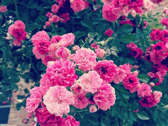 メアリーさん丘・3日目