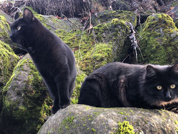 ねぷろぽこ丘4日目・皆様編
