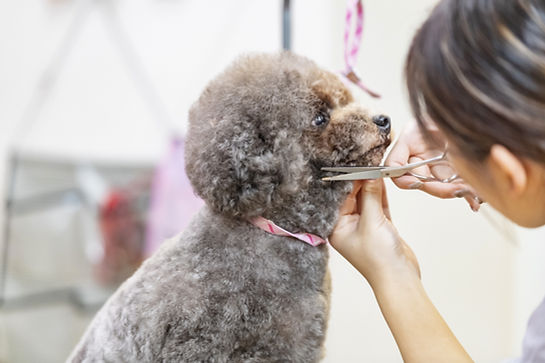 犬の美容室