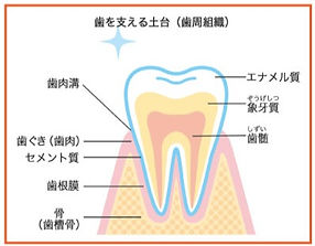 歯周病