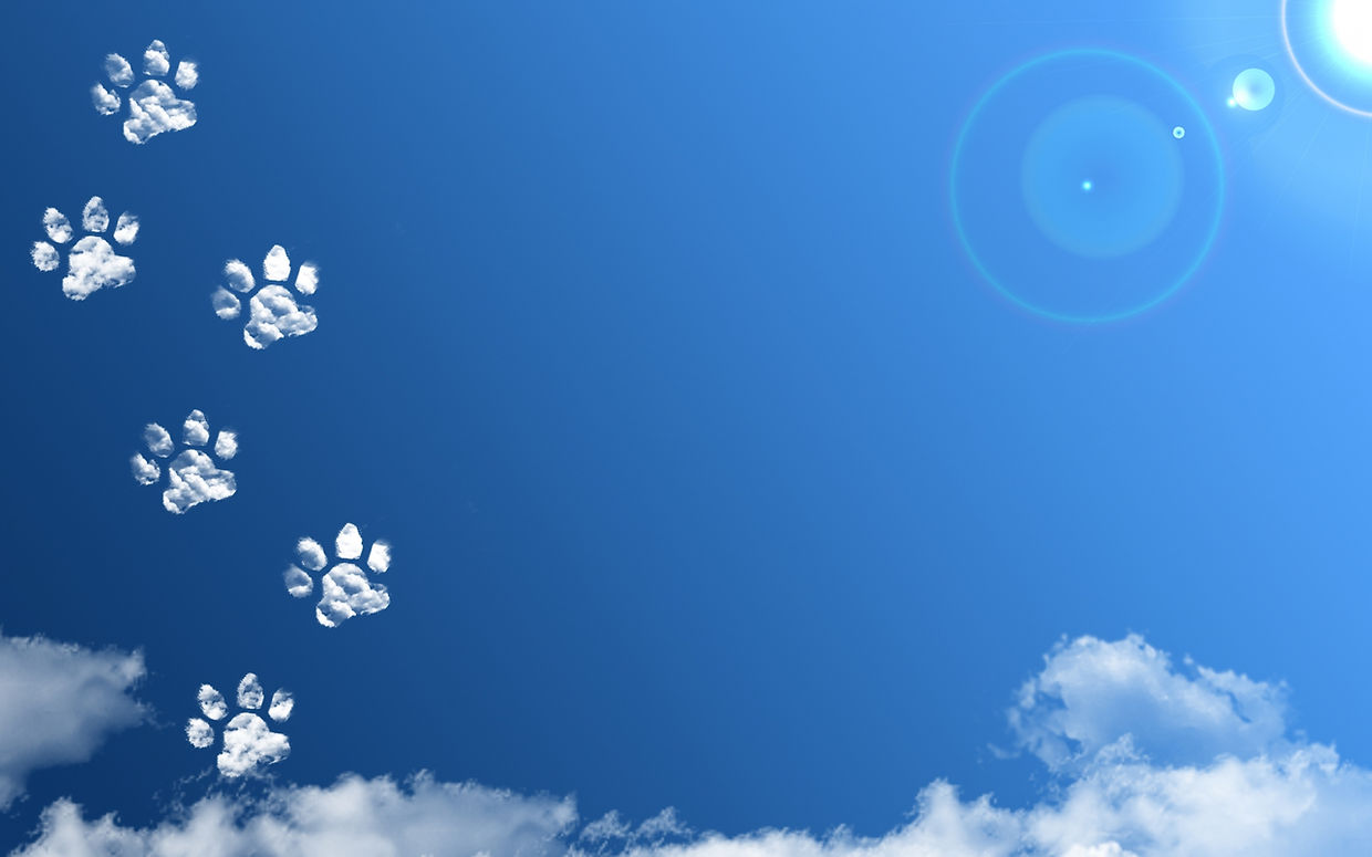 猫あしあと
