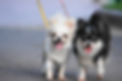 犬