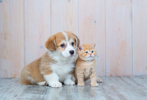犬と猫