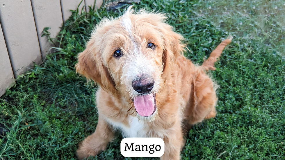 Mango Puppies Amour LLC