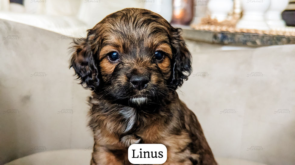 Linus Puppies Amour LLC