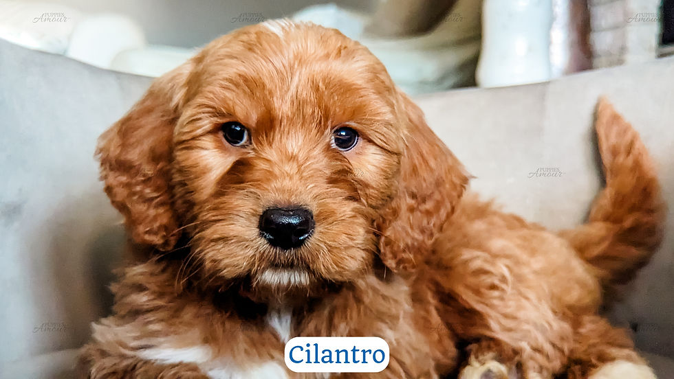 Cilantro Puppies Amour LLC