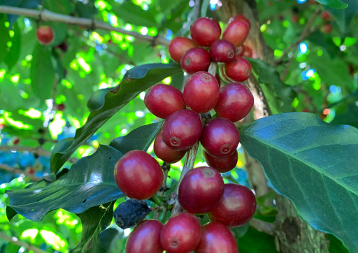 Cerises de café