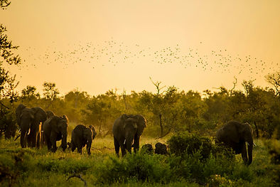 Safari extension — game drive South Africa,
Inspire Travels cricket tour addition