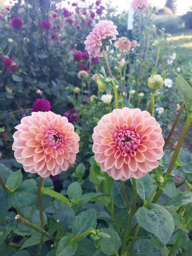 Thumbnail: Dahlia Tuber - Valley Tawny