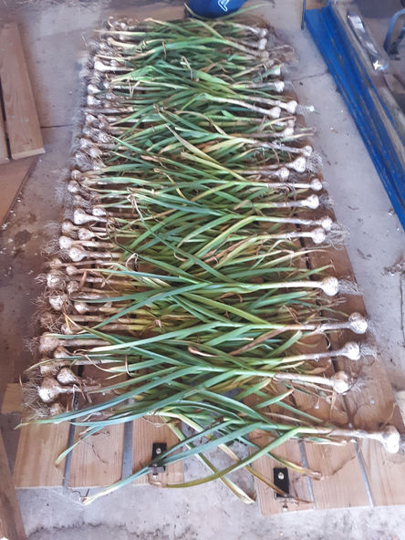 Garlic harvest.jpg