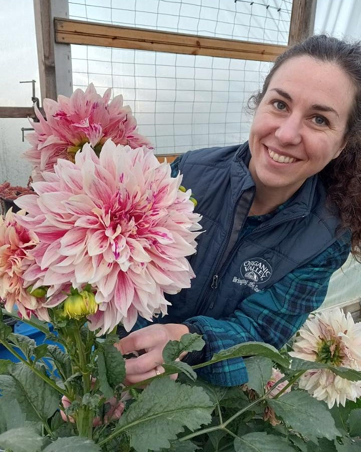 Thumbnail: Dahlia Tuber - Ice Cube