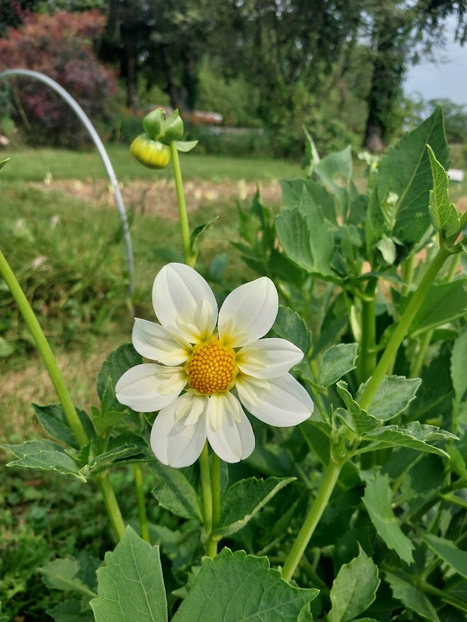 Dahlia Tuber -Alpen Cherub