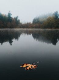 large-golden-autumn-leaf-floating-lake-with-beautiful-natural-background-reflections.jpg