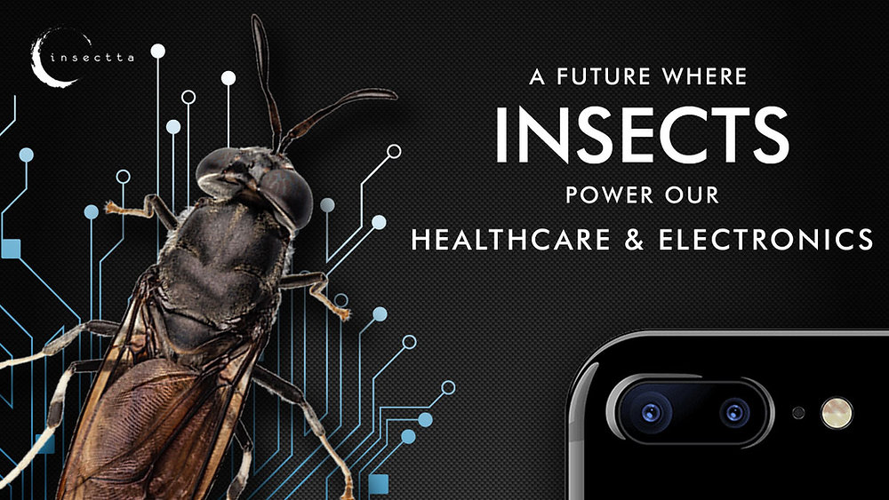 Singaporean insect biotech startup, Insectta, closes 2nd funding round ...