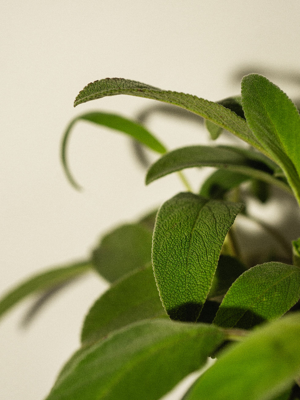 DSC05829 © the blank space studio.jpg