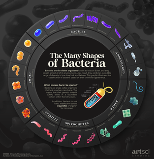 Visualizing-Bacteria_square.png