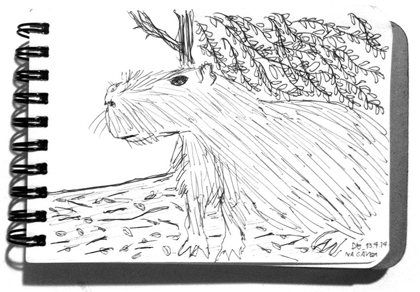capivara na gávea RJ 2014