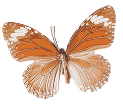 Drawn buterfly