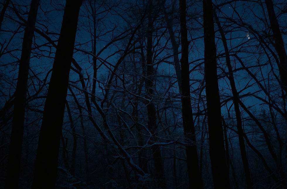 midnight-forest-with-faintly-glowing-tree-branches.jpg