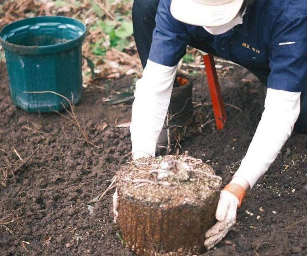 桐の苗植樹