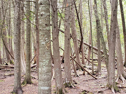 100475804_547536479267071_48332729418252